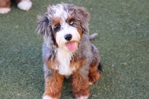 Aspen - Mini Bernedoodle Aspen - Mini Bernedoodle