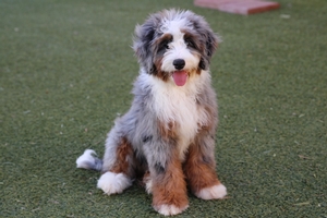 Skye - Mini Bernedoodle Skye - Mini Bernedoodle