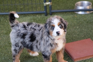 Baby Blue - F1 Mini Bernedoodle Baby Blue - F1 Mini Bernedoodle
