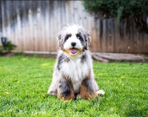 Lucky + Banks - Standard Bernedoodles Lucky + Banks - Standard Bernedoodles
