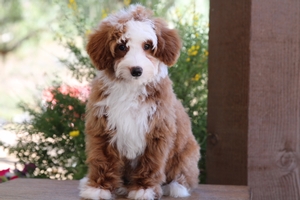 Pixie - Mini Bernedoodle Pixie - Mini Bernedoodle