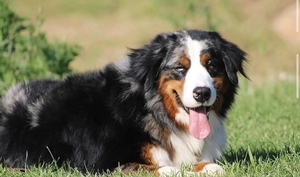 Wesley - Bernese Mountain Dog