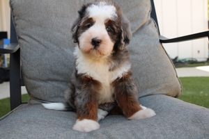 Jett - ULTRA Mini Bernedoodle Jett - ULTRA Mini Bernedoodle