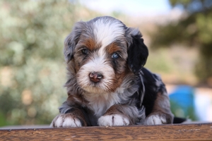 Bostom - Mini Bernedoodle 