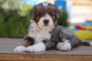 Buttons - Mini Bernedoodle 