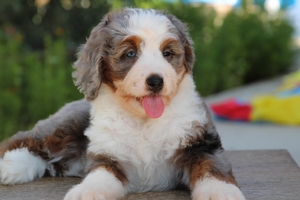 Jolie - ULTRA Mini Bernedoodle Jolie - ULTRA Mini Bernedoodle
