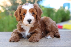 Moxie - Petite ULTRA Mini Bernedoodle 