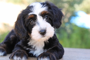 Millie - Petite ULTRA Mini Bernedoodle 