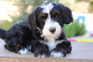 Mason - ULTRA Mini Bernedoodle 