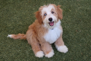 Honey - Mini Bernedoodle Honey - Mini Bernedoodle