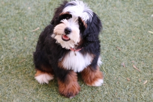 Candy - Petite Mini Bernedoodle Candy - Petite Mini Bernedoodle