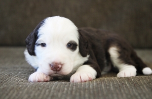 Harry - Mini Bernedoodle Harry - Mini Bernedoodle