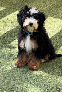 Maizy - Mini Bernedoodle Maizy - Mini Bernedoodle