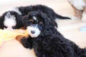 Wild Flower - Standard ULTRA Bernedoodle Wild Flower - Standard ULTRA Bernedoodle