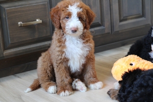 Wendy - Standard ULTRA Bernedoodle Wendy - Standard ULTRA Bernedoodle