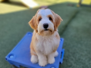 Sunny - Mini Bernedoodle 