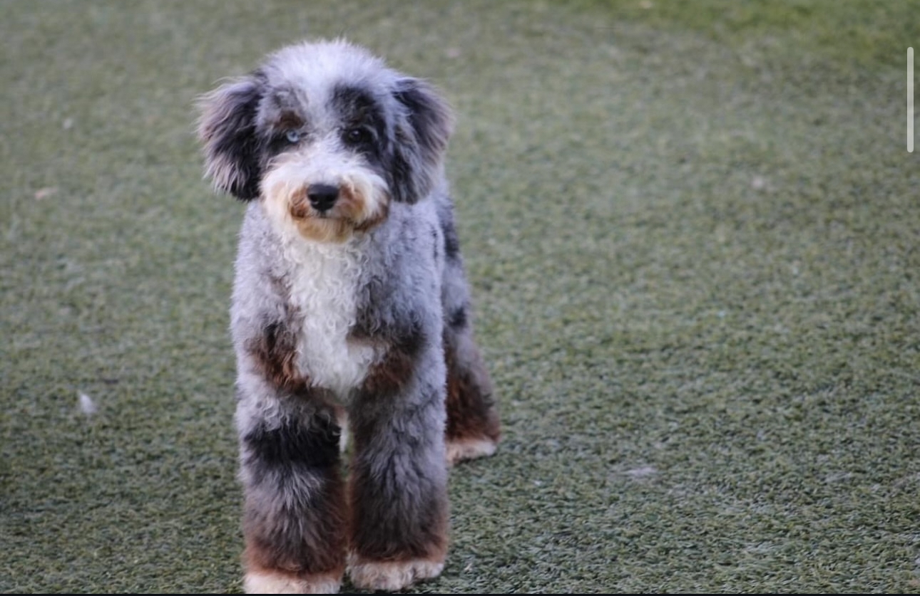 Shady Oak’s Blue - Mini Bernedoodle