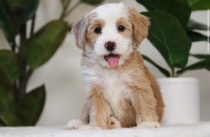 Goldie - Mini Bernedoodle Goldie - Mini Bernedoodle