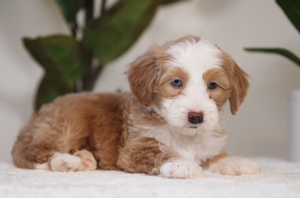 Peaches - Mini Bernedoodle Peaches - Mini Bernedoodle