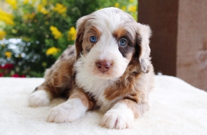 Coco - Mini Bernedoodle Coco - Mini Bernedoodle