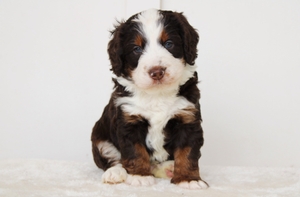Hershey - Mini Bernedoodle Hershey - Mini Bernedoodle