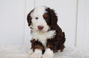 Henery - Mini Bernedoodle Henery - Mini Bernedoodle