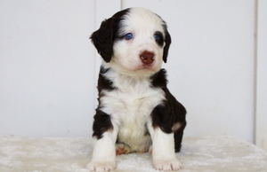 Harry - Mini Bernedoodle Harry - Mini Bernedoodle