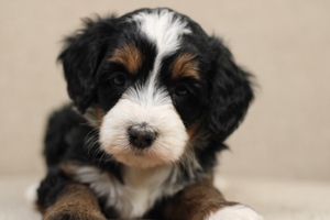 Maple - Mini Bernedoodle 