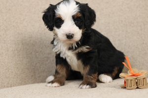 Molly - Mini Bernedoodle 