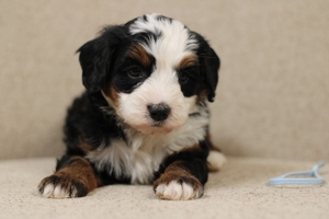 Miles - Mini Bernedoodle 