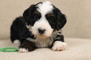 Moose - Mini Bernedoodle 