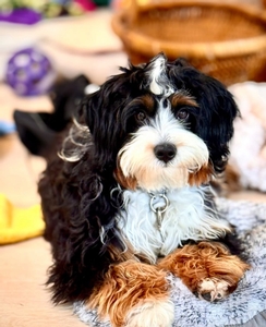 Maizy + Flash - Mini Bernedoodles Maizy + Flash - Mini Bernedoodles