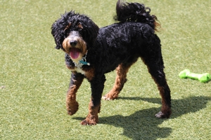 Oreo - Mini Bernedoodle 