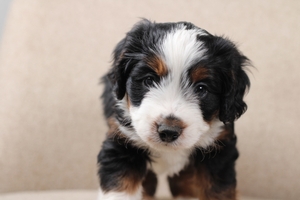 Seven - Mini Bernedoodle 