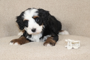 Molly - Mini Bernedoodle 