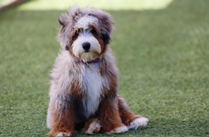 Bailey - Mini Bernedoodle 