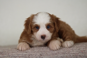 Sparkle - Teddy Bear Micro Mini Bernedoodle Sparkle - Teddy Bear Micro Mini Bernedoodle