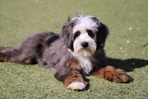 Aspen - Mini Bernedoodle 