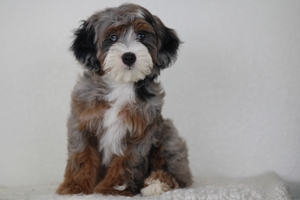 Blossom - Mini Bernedoodle 