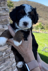 Colt- Mini Bernedoodle