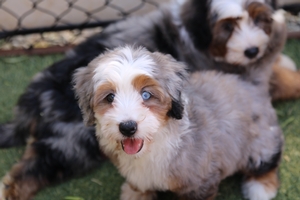 Bunny - Mini Bernedoodle 