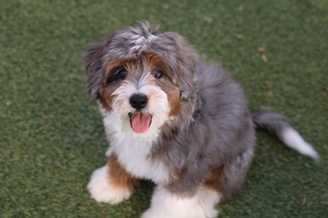Buttons - Mini Bernedoodle 