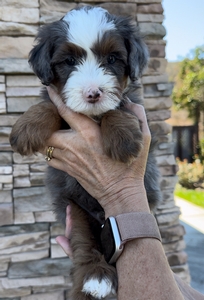 Levi - Mini Bernedoodle