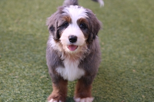 Bubba - Mini Bernedoodle 