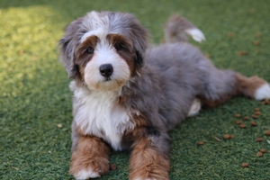 Bailey - Mini Bernedoodle 