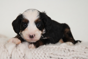 Weston - Mini Bernedoodle Weston - Mini Bernedoodle