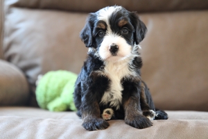 Wiggles - Mini Bernedoodle Wiggles - Mini Bernedoodle