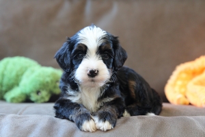 Wonder - Mini Bernedoodle Wonder - Mini Bernedoodle
