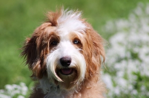 Shady Oak's Posie - Mini Bernedoodle