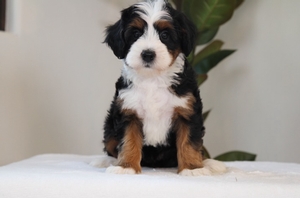 Starla + Flash - Mini Bernedoodles Starla + Flash - Mini Bernedoodles